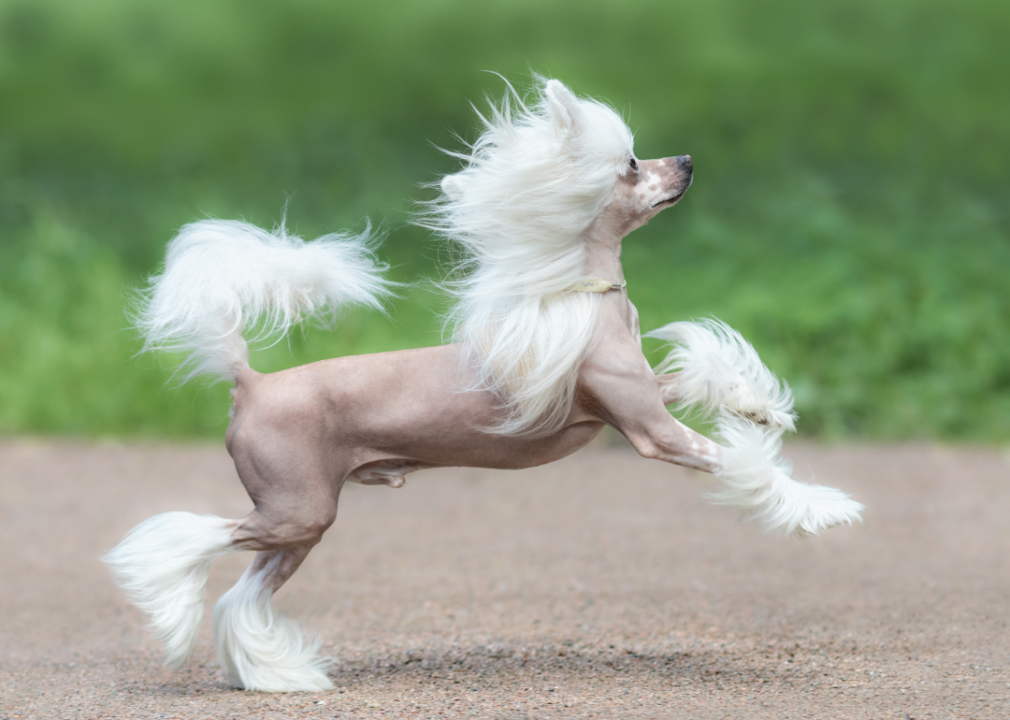 #19. Chinese crested